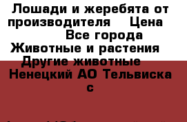 Лошади и жеребята от производителя. › Цена ­ 120 - Все города Животные и растения » Другие животные   . Ненецкий АО,Тельвиска с.